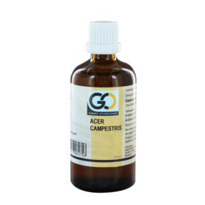 GO Acer campestris