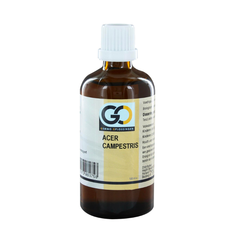 GO Acer campestris