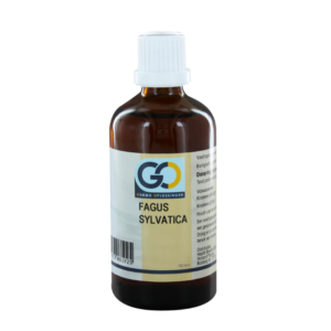 GO Fagus sylvatica